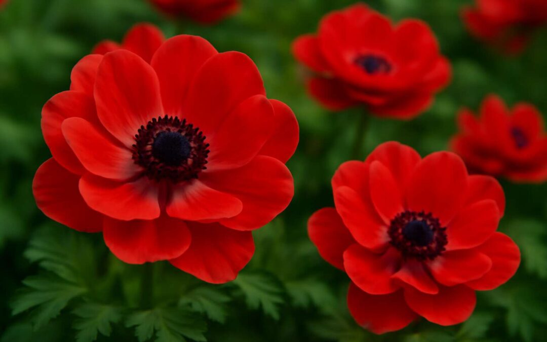 Pretty Flowers Red: Brighten Your Garden with Stunning Crimson Blooms