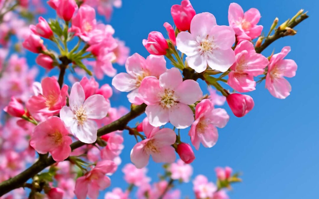 Beautiful Blooms: The Charm and Significance of Flowers on a Tree