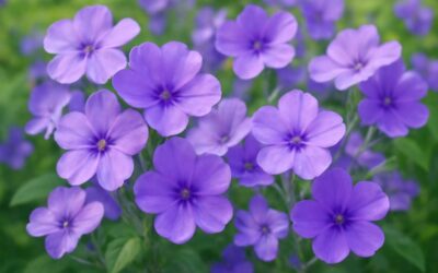 Enchanting Purple Flowers: A Stunning Guide to Nature’s Violet Beauties