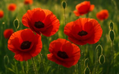 Understanding the Deep Symbolism Behind Poppy Flowers Meaning and Its Cultural Significance
