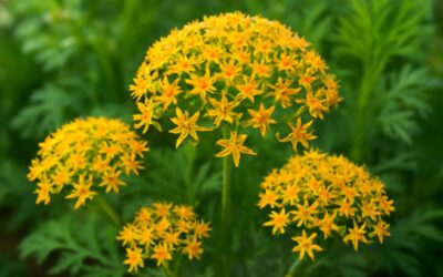Vibrant Carrot Flowers: Nature’s Hidden Treasure in Your Garden