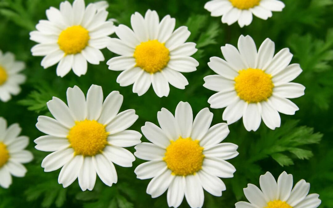 Discover the Beauty and Benefits of Crown Daisy Flowers for Your Garden and Wellness
