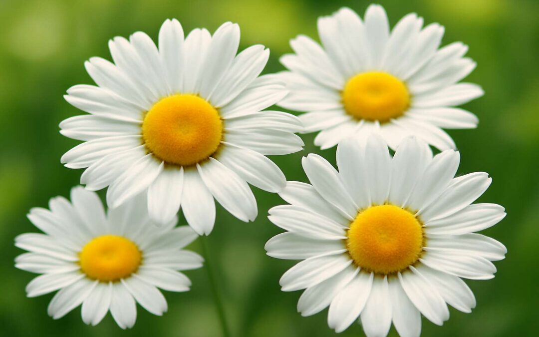 Discover the Heartfelt Significance Behind Daisy Flowers Meaning and Their Symbolic Beauty