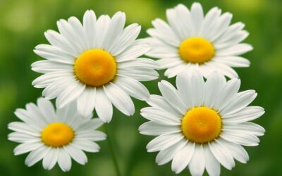 Discover the Heartfelt Significance Behind Daisy Flowers Meaning and Their Symbolic Beauty