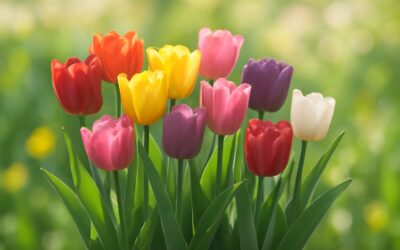 Discover the Stunning Flowers Tulips Meaning: Symbols of Love, Elegance, and Renewal