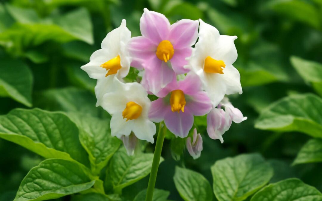 Discover the Beauty of Potato Plant Flowers: Nature’s Hidden Gem in Your Garden