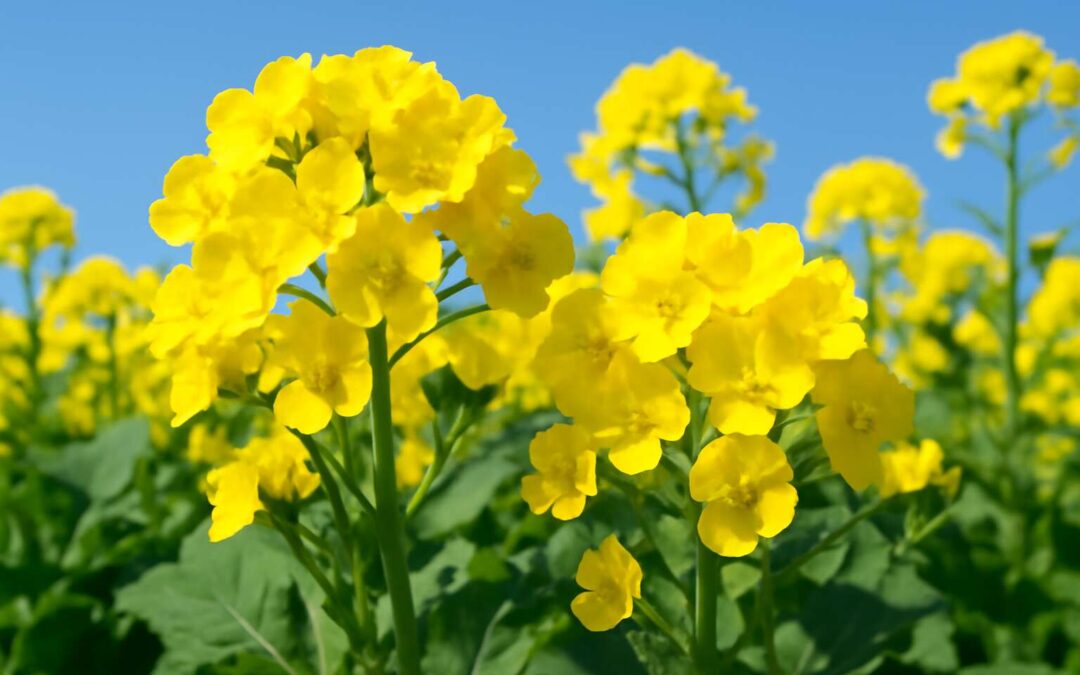 Discover the vibrant beauty and fascinating facts of canola flowers in this stunning guide
