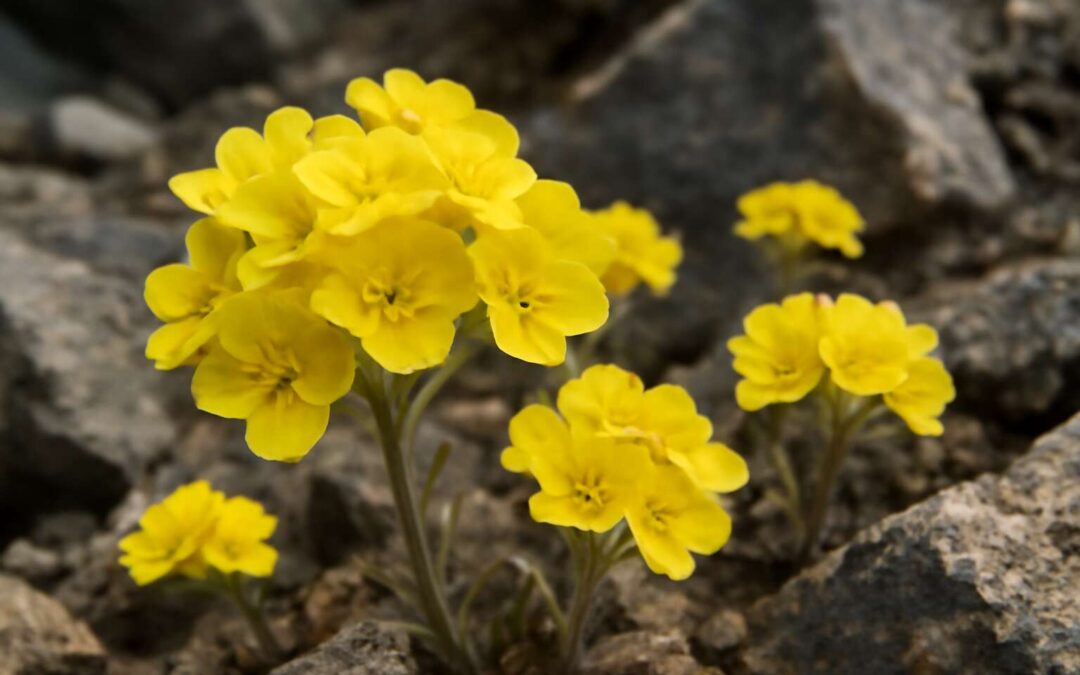 Enigmatic Beauty: Unlocking the Mystique of Flowers of Sulfur and Their Unique Fascination