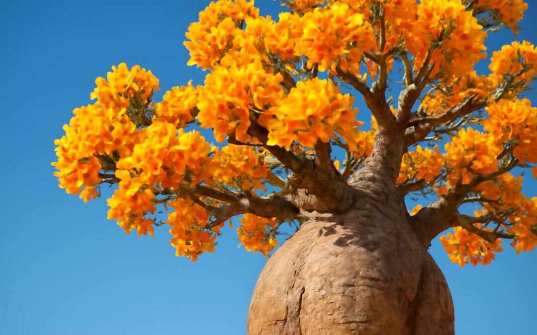 Discover the Stunning Beauty and Unique Blooming Secrets of Boab Tree Flowers