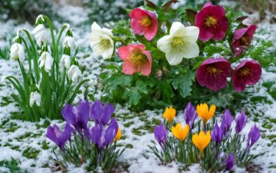 Bloom Bright: Top Beautiful and Easy-to-Grow Flowers to Plant in Winter for a Colorful Garden