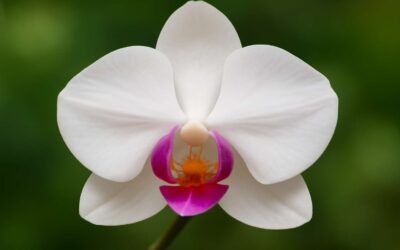 Unveil orchid flowers meaning: romance, resilience, and color symbolism