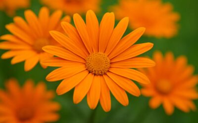daisy flowers orange: Bright mid-summer cheer for your sunny garden.