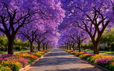 Explore bloemfontein flowers: vibrant blooms and hidden gems of Bloemfontein.