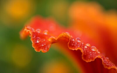 Enchanting flowers edge: a petal-perfect escape into color.