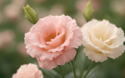 Enchanting lisianthus flowers: dreamy bouquets for weddings and beyond.