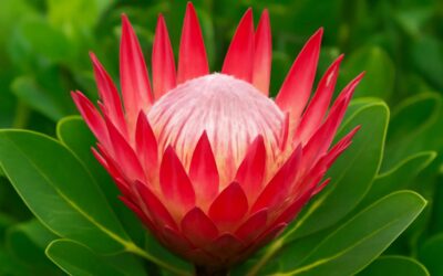 Vibrant journeys through south african spring flowers in full bloom!