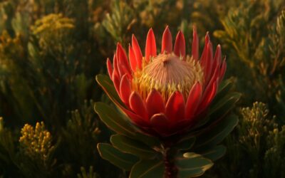 Explore the bold, beautiful world of flowers native to south africa.