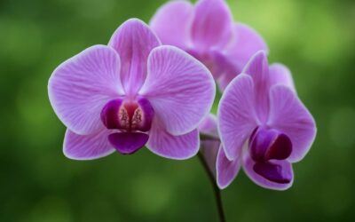 Discover purple orchids flowers: stunning blooms, care tips, and garden inspiration.