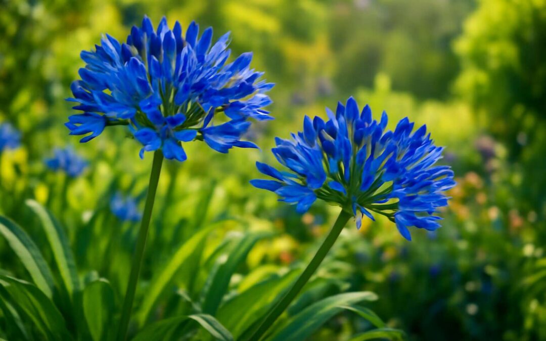 Discover blue flowers south africa: vibrant native blooms and garden ideas.